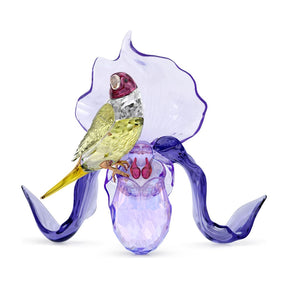 Swarovski Idyllia Gouldian Finch and Orchid kristallikoriste 5675211